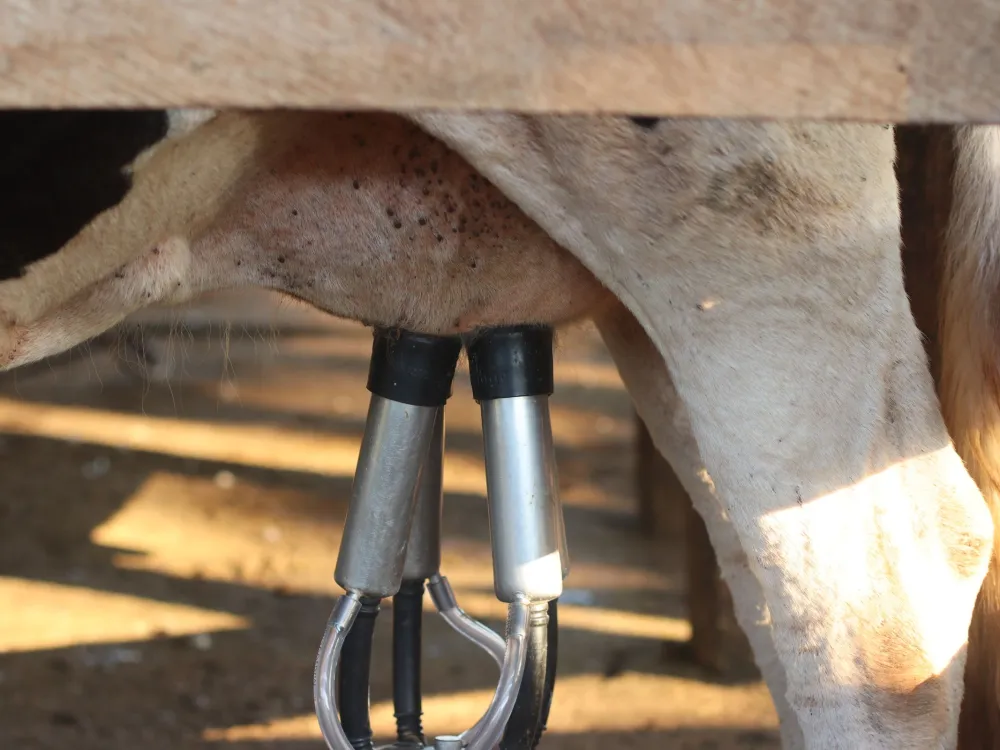 Automated milking machine in action on a dairy cow. Efficient modern farming.